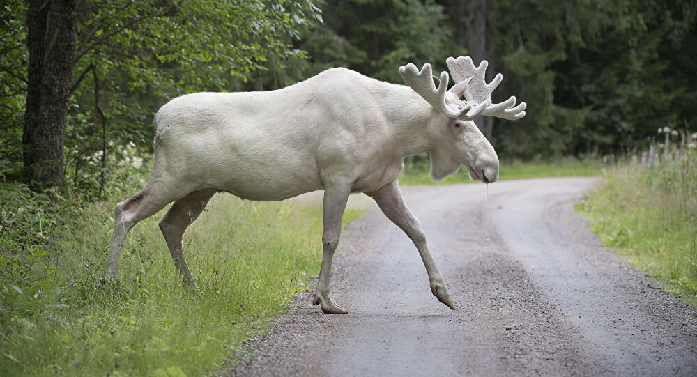 The extremely rare and beautiful white Moose in Sweden.