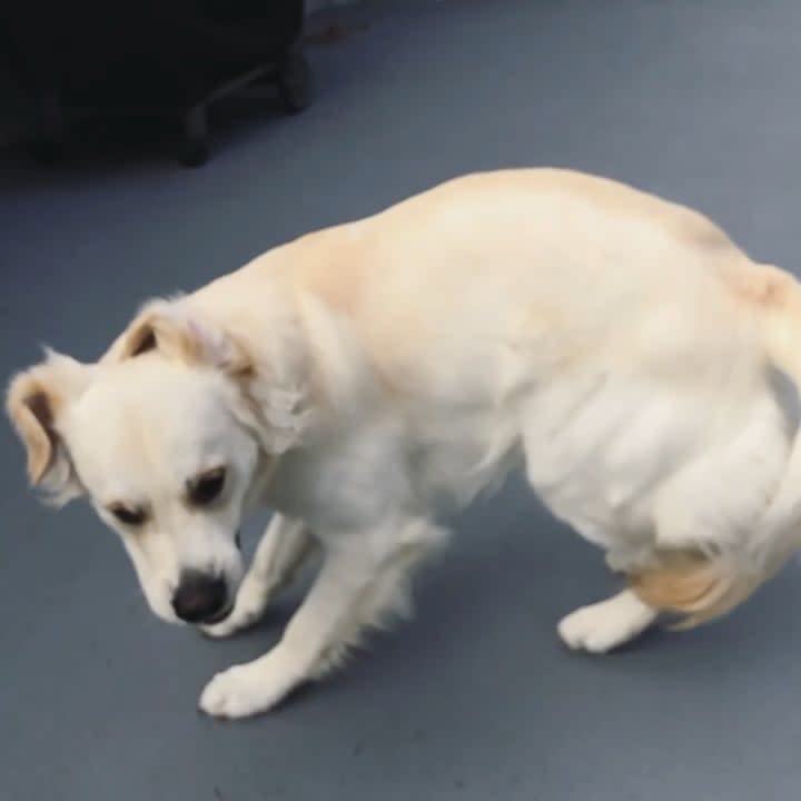 rare tail-catching zoomies from 1 year old golden pup
