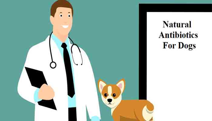 4 Proven Natural Antibiotics For Dogs