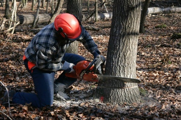 Reasons you should invest in cheap tree cutting services to have your trees removed