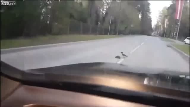 Bird helps hedgehog from being run over