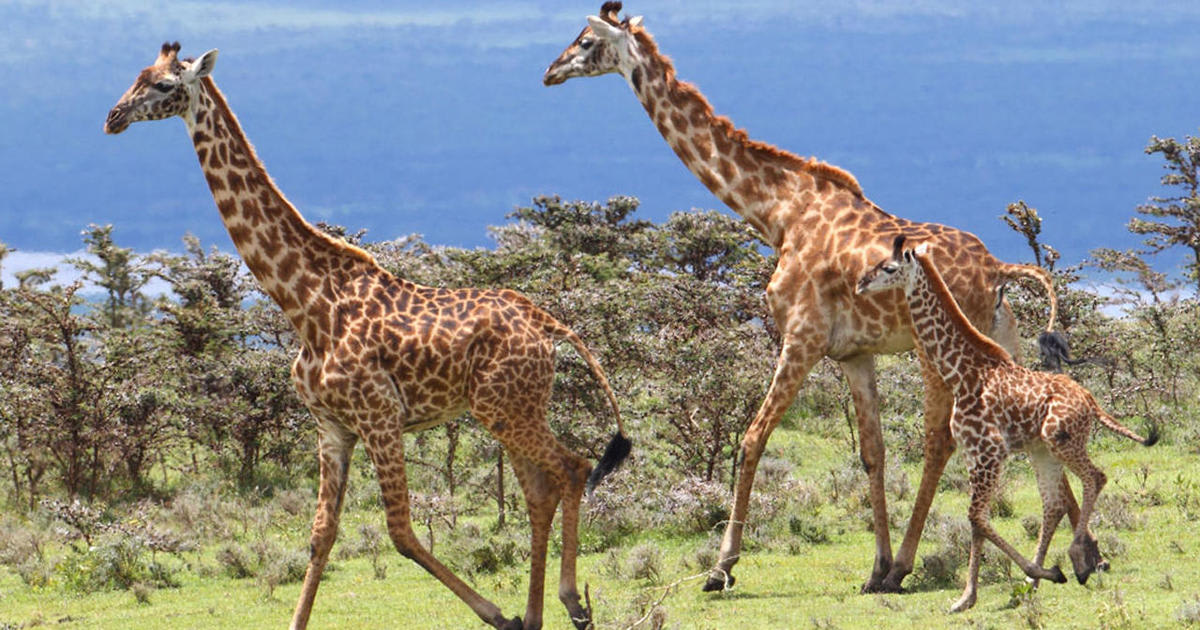 Nature up close: Giraffes, a most improbable animal