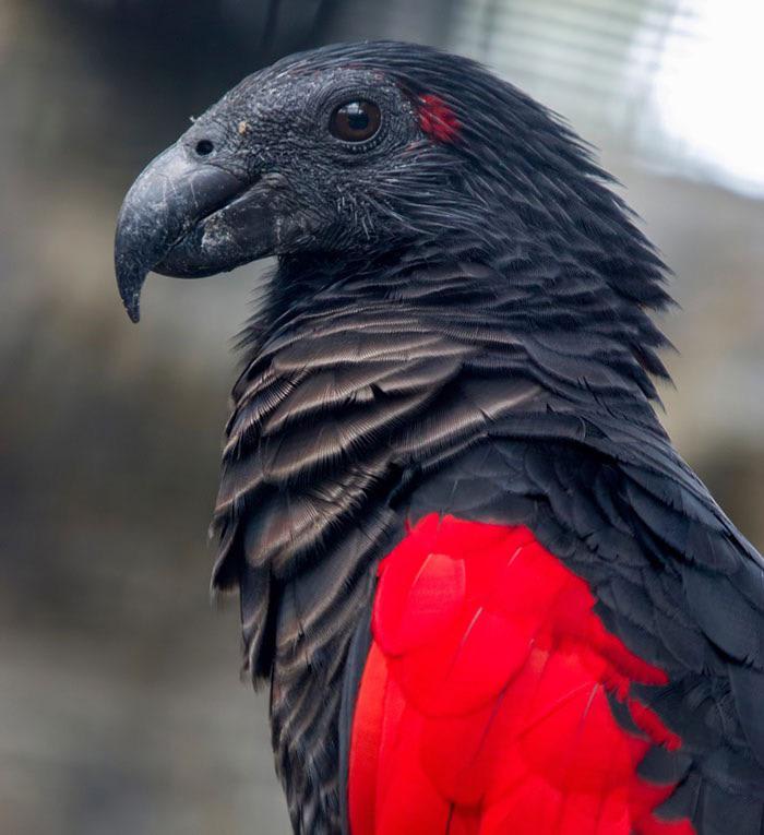 TIL of Pesquet’s Parrot (aka the Dracula Parrot) and I immediately think this would be the most badass feathered familiar ever.