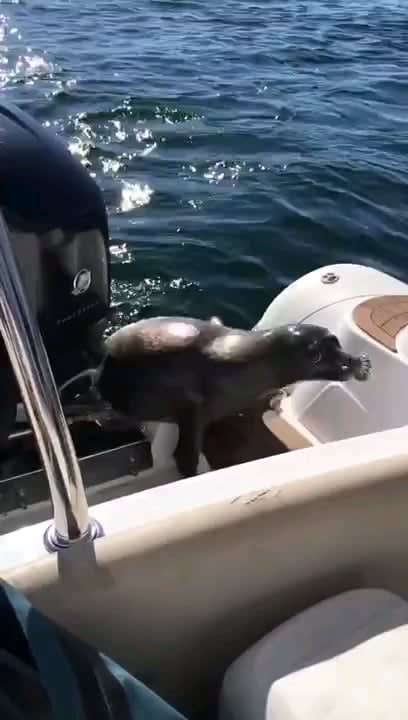 Seal escaping from Orcas