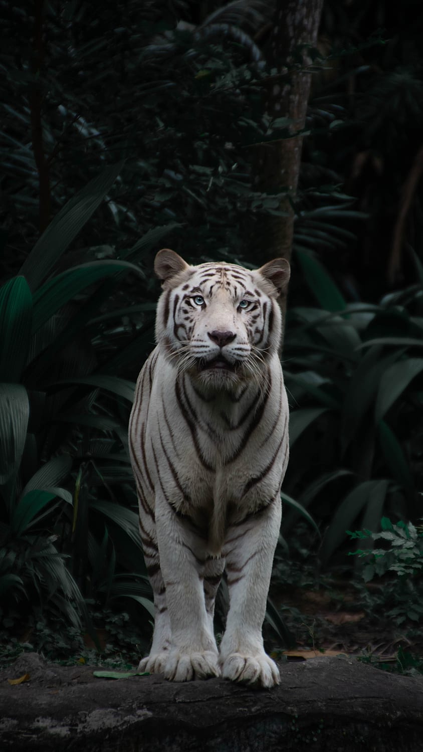 This breathtaking white tiger