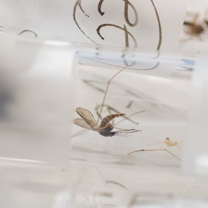 Test-tube mosquitoes might help us beat malaria
