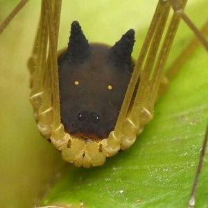 Scoperto un ragno molto particolare nella foresta amazzonica