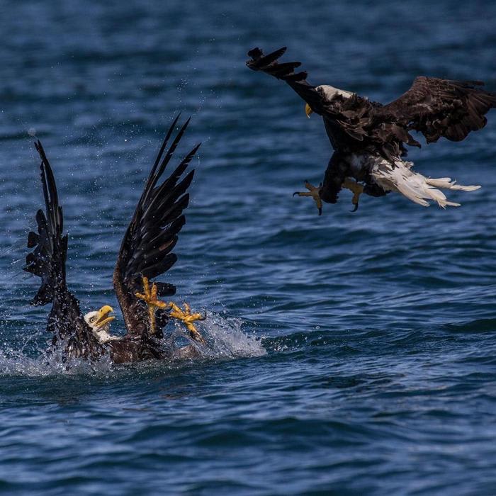 An eagle is perilously close to death. What would you do?