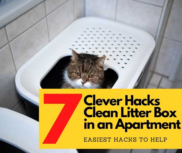 How To Clean A Litter Box In An Apartment: 7 Magics Hacks