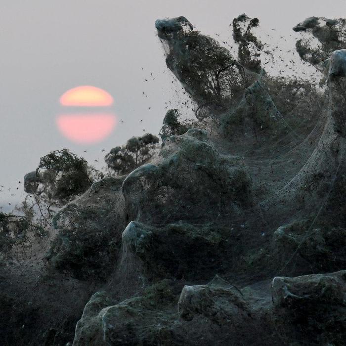 Massive Spider Webs Completely Cover Greek Beach In Surreal Photos