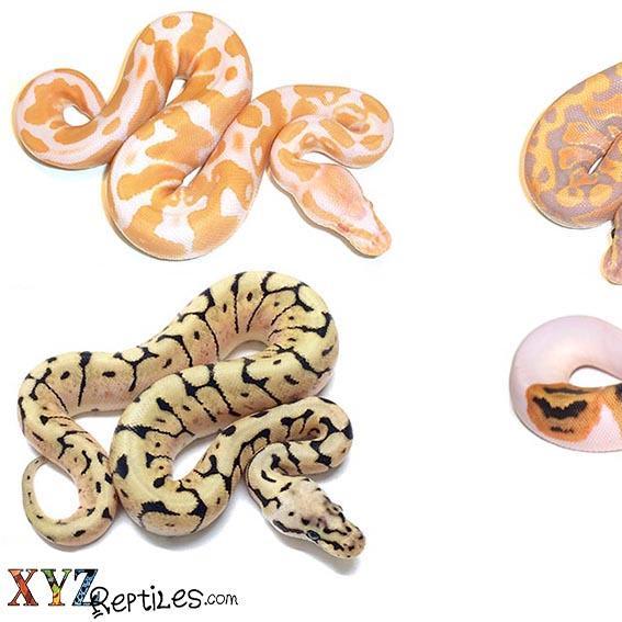 The Coolest Ball Python Morph Snakes For Sale