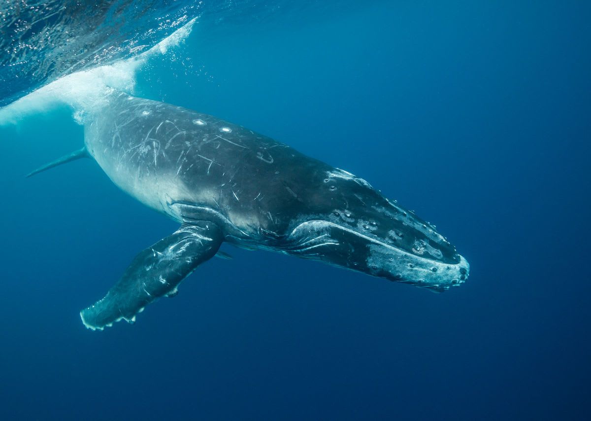 A man rescued a whale calf caught in nets, and now faces a fine up to $18,000