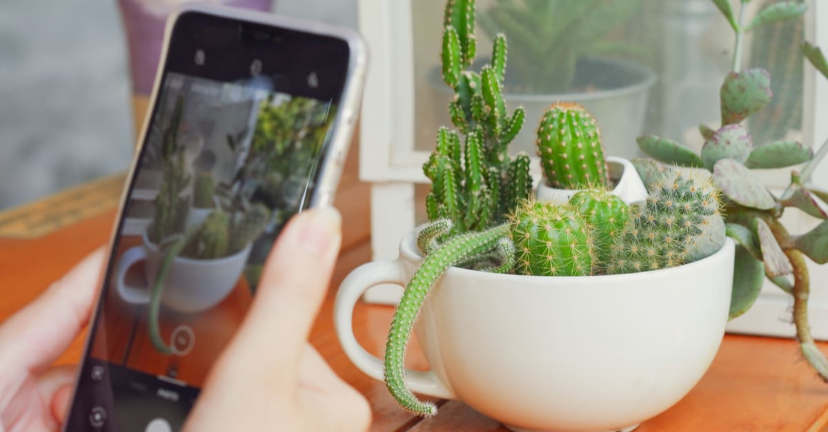 Guide to take Insta worthy shots of your Indoor Plants