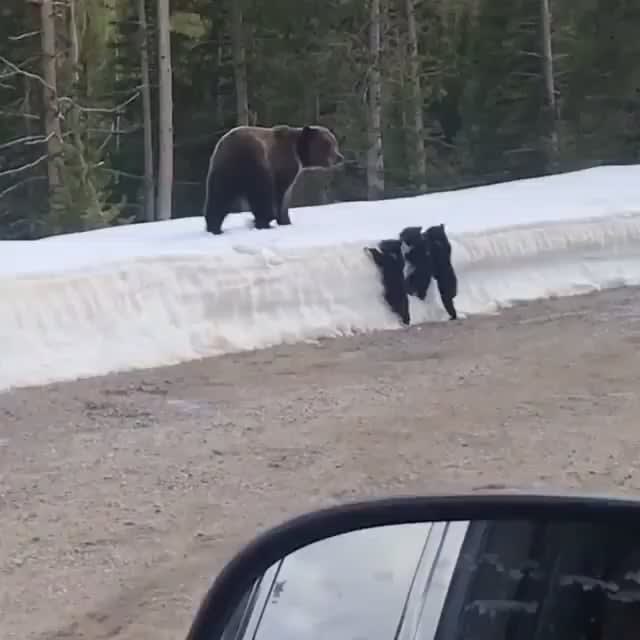 A little too close to baby bear... move along