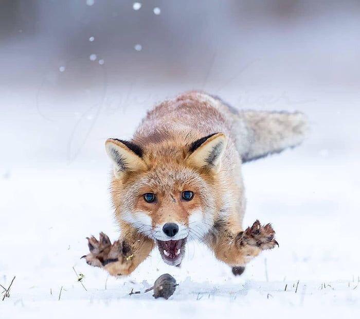 Red fox pouncing on a mouse in the snow