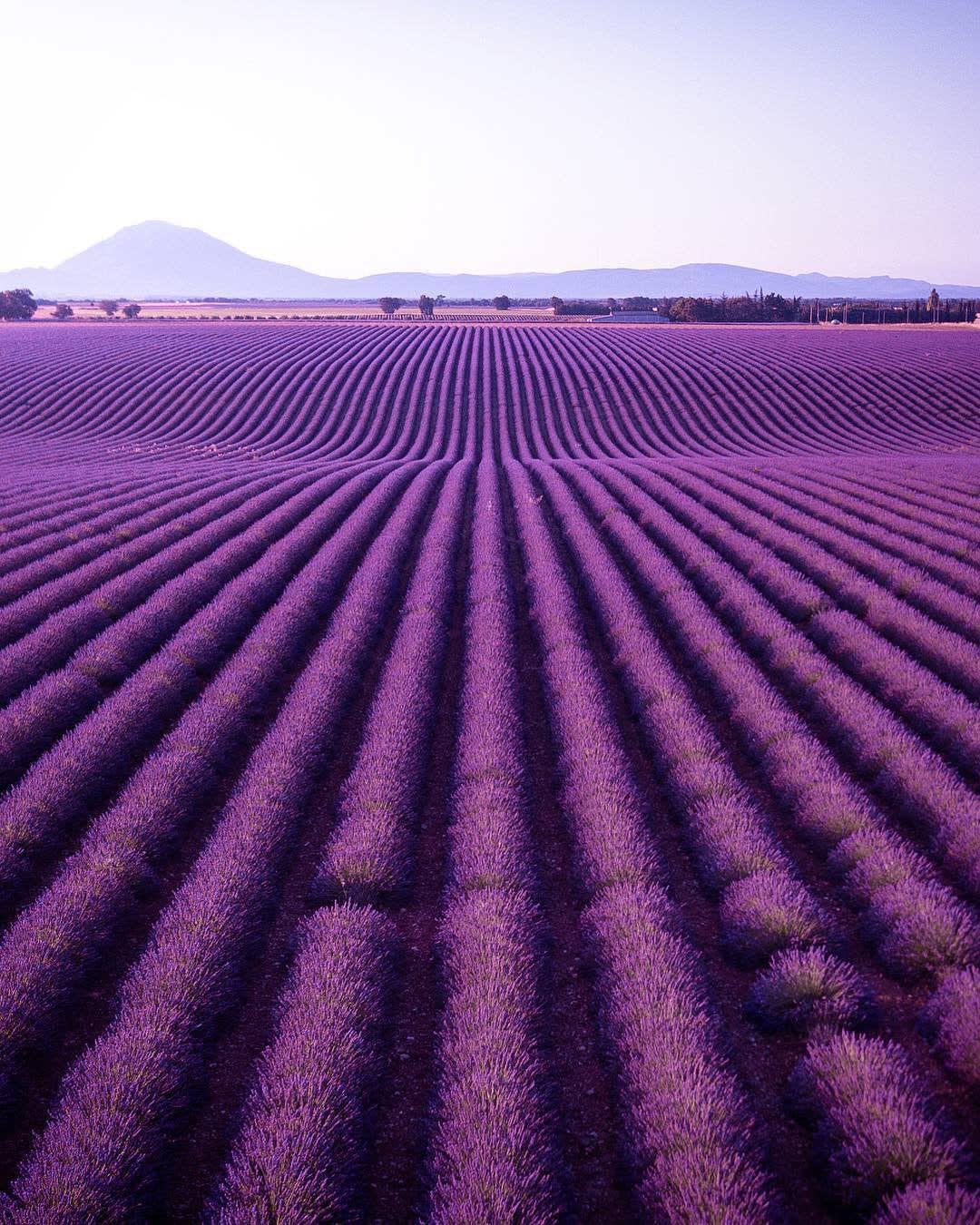 This Lavender Field