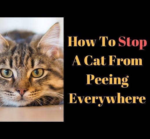 How To Stop A Cat From Peeing Everywhere In 8 Simple Steps