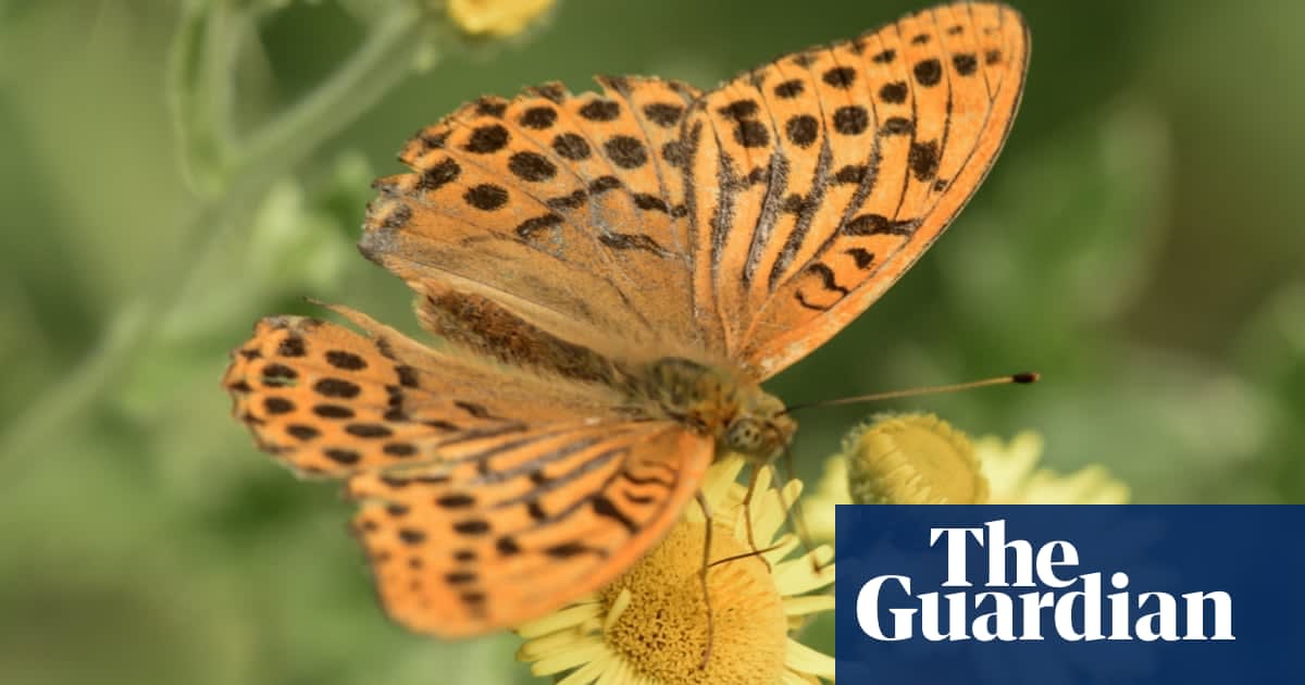 UK butterfly season off to unusually early start after sunniest of springs