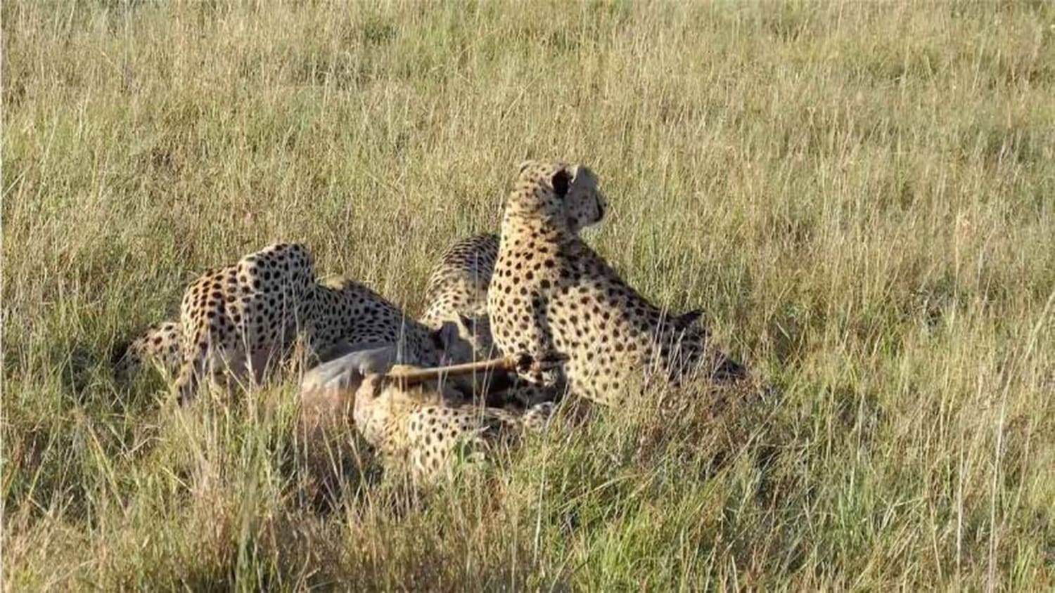 Hyenas Swipe An Antelope Out From Under A Coalition Of Cheetahs