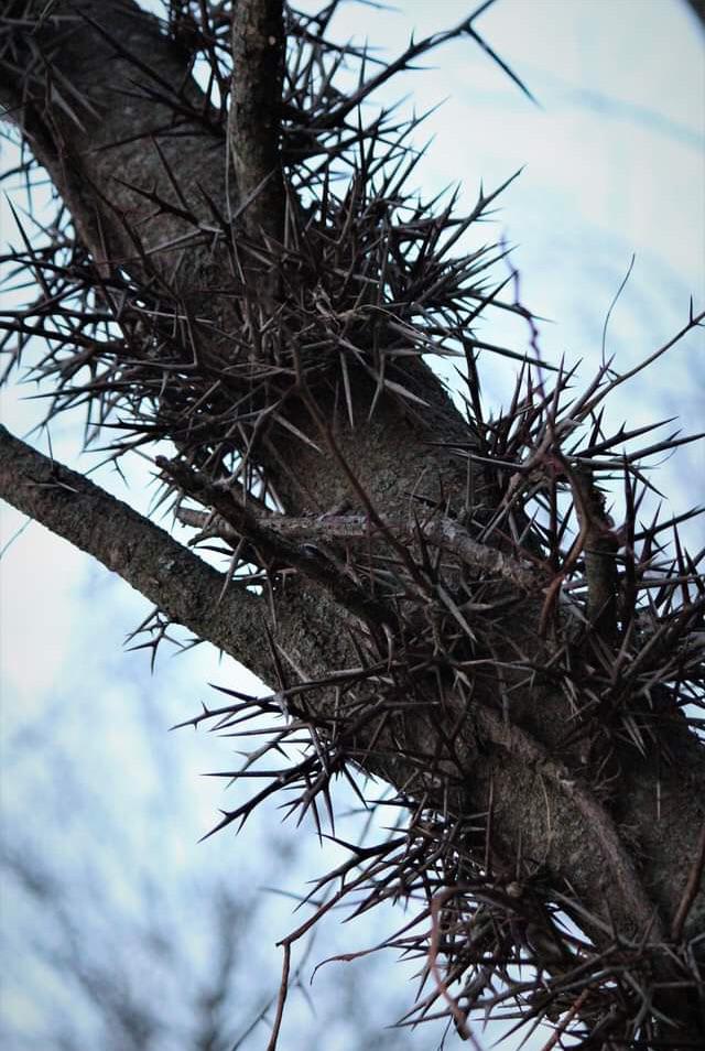 The Honey Locust Tree, which evolved large thorns to protect itself from ice age Giant Sloths