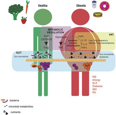 The Impact of Dietary Components on Regulatory T Cells and Disease