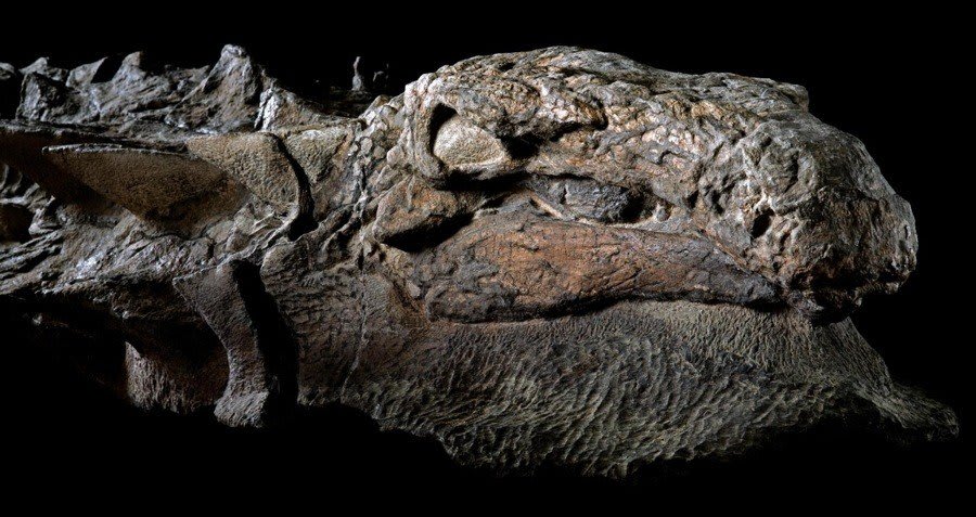 Dinosaur 'Mummy' Unveiled With Skin And Guts Intact