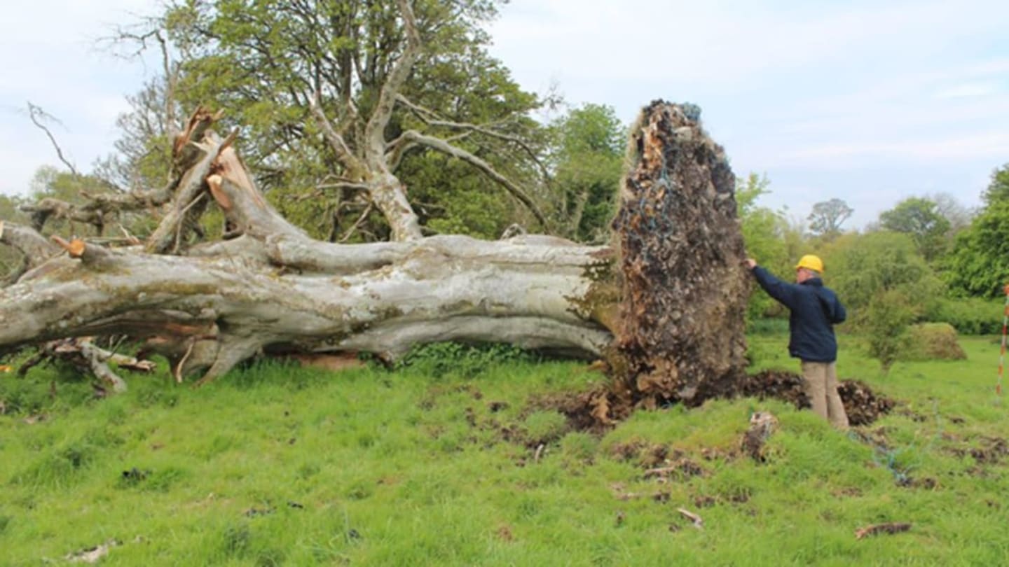 Uprooted Tree Revealed a 1000-Year-Old Skeleton