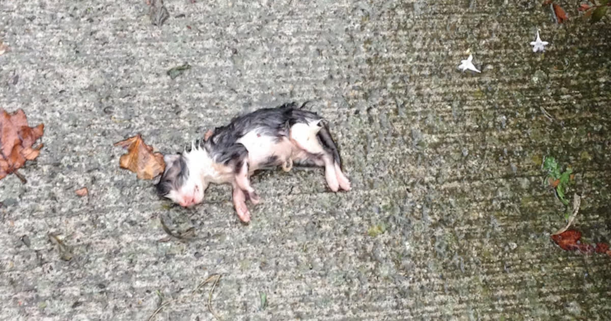Woman Finds Tiny Kitten Tossed Out On The Concrete All Alone In The Rain