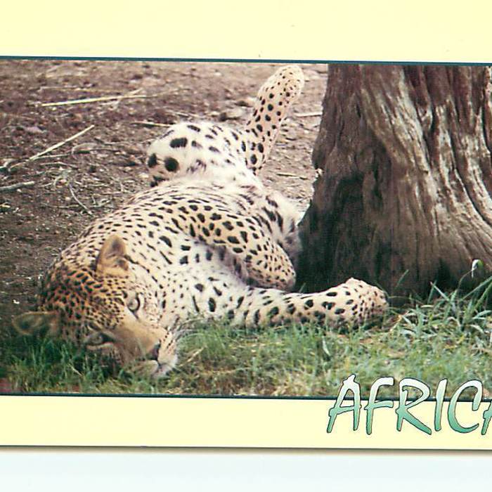 African White Leopard