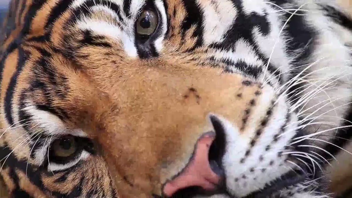 It’s #GlobalTigerDay! 10 years ago the world made a commitment to bring tigers back from the brink of extinction. Some amazing things have happened since then... Watch this to find out 👇 For more information: