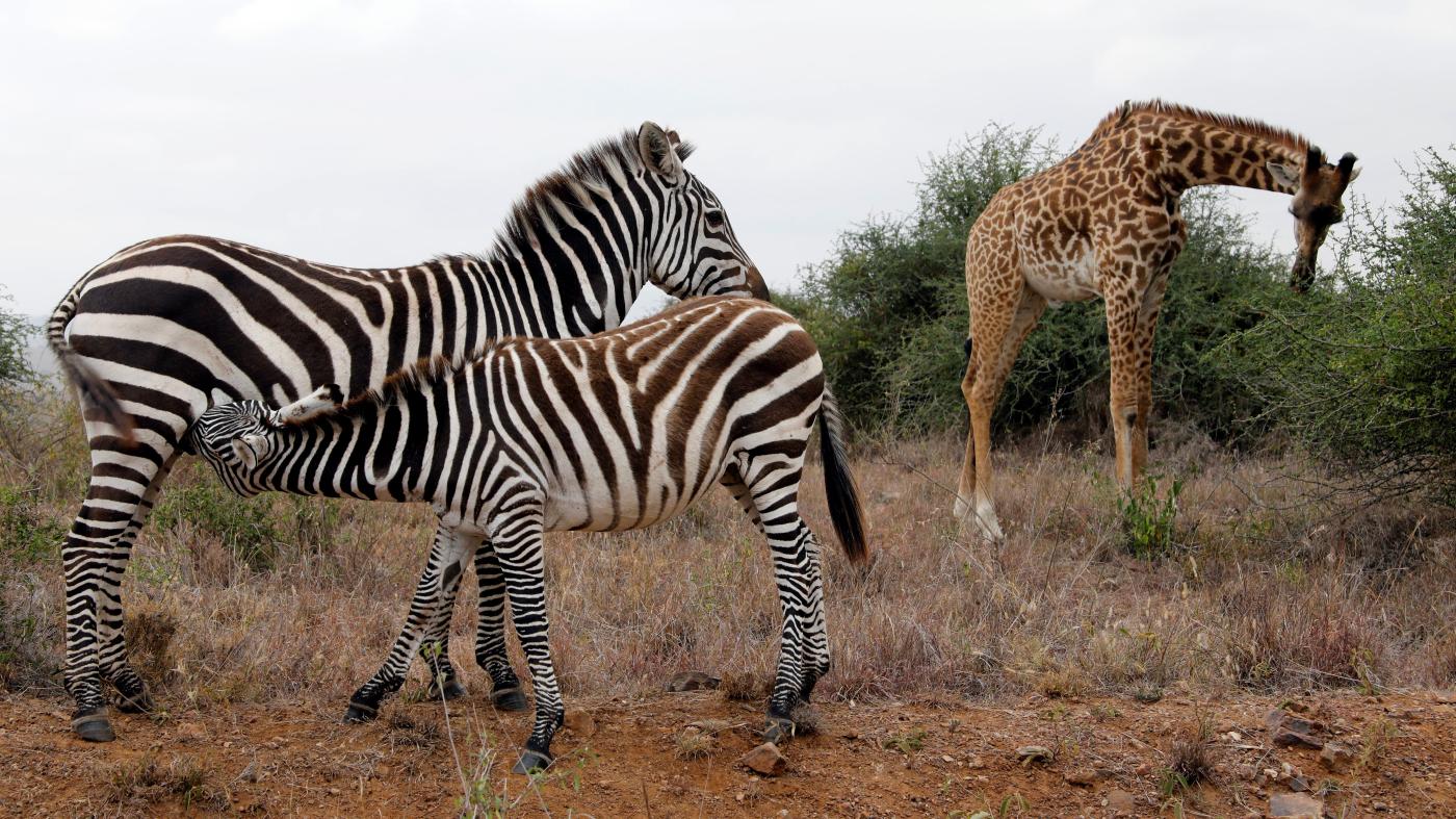 A South African proposal to allow the breeding of wildlife for slaughter could end in disaster