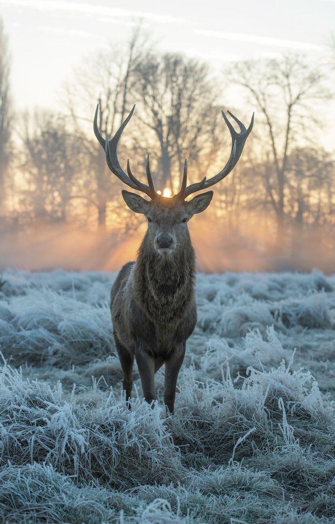 A beautiful red deer walking in frosted grass in the early morning light: by Max Ellis