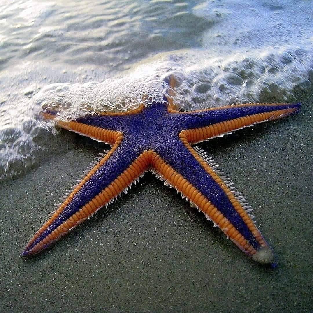 A royal starfish