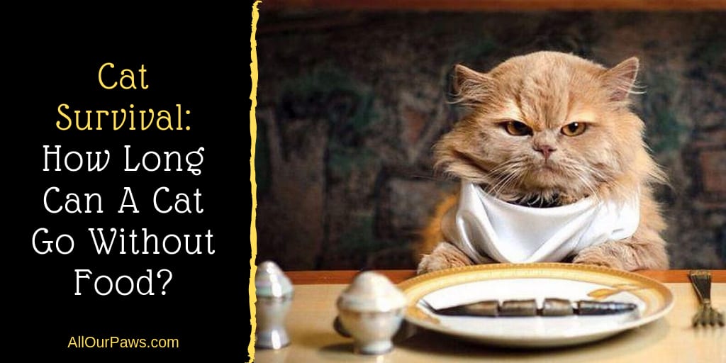Cat Survival: How Long Can A Cat Go Without Food?