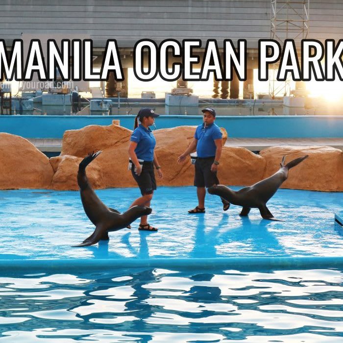 Manila Ocean Park Promo: Price, Entrance Fee, and Attractions Guide