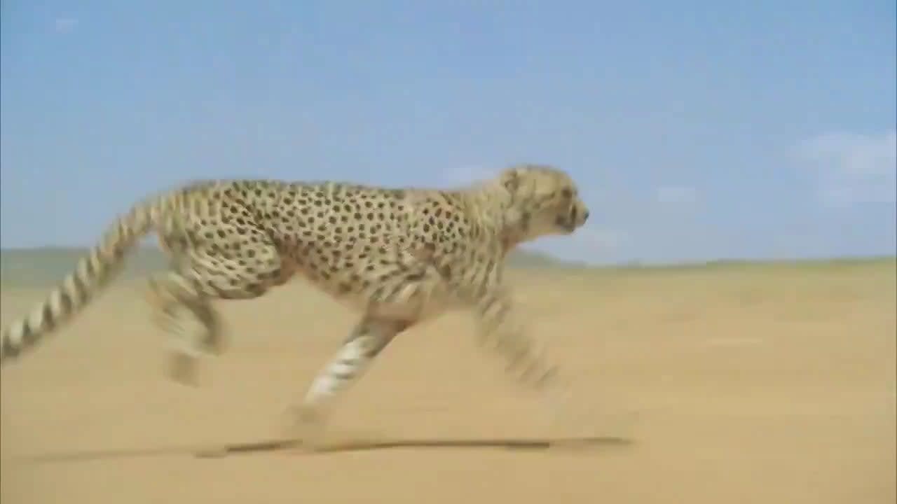 Cheetah accelerating to over 100 km/h (62.0 mph).