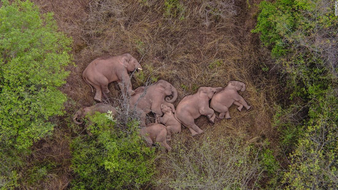 Millions of people in China can't stop watching a pack of roving elephants