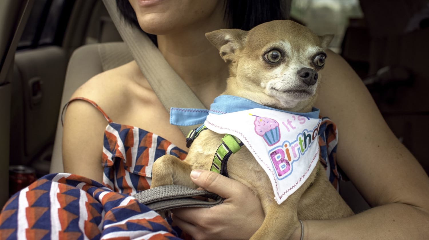 Why Are Small Dogs So Anxious All the Time?