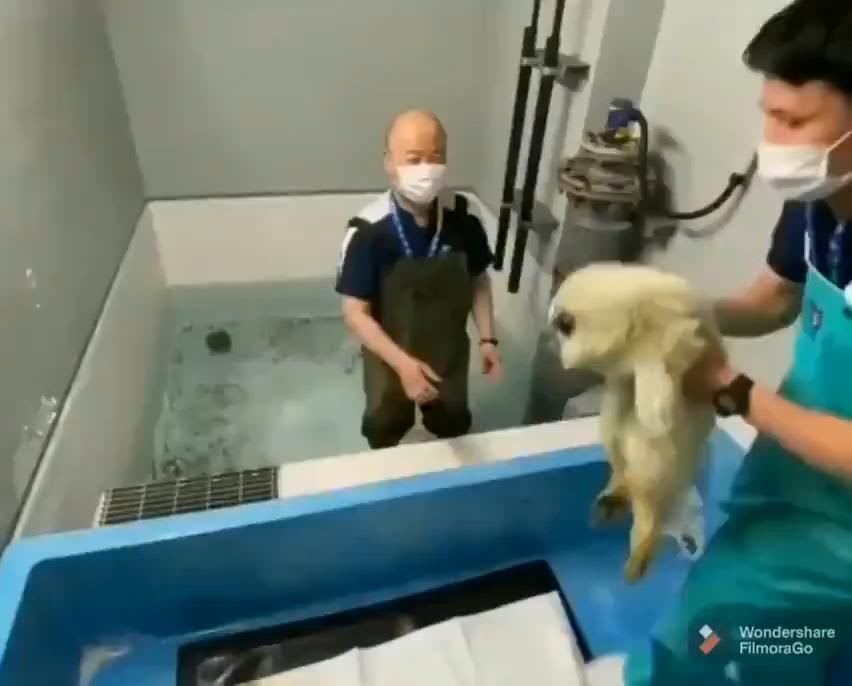 Baby seal learning to swim