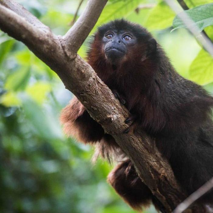 Mysterious Origin of Extinct Jamaican Monkey Solved With DNA Testing