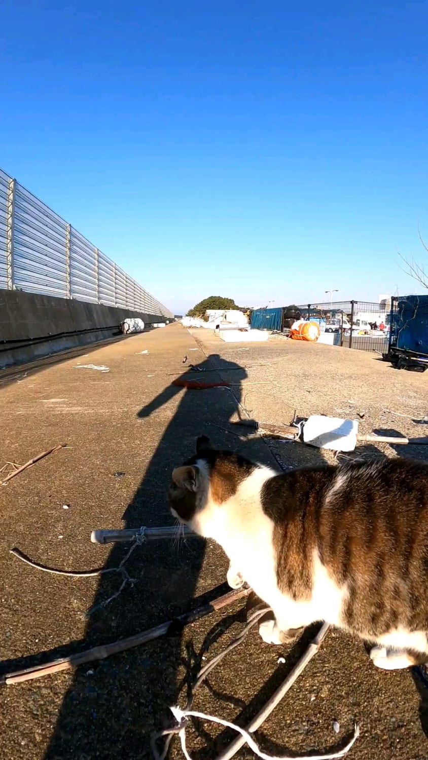 It's fun to walk around the fishing port with stray cats