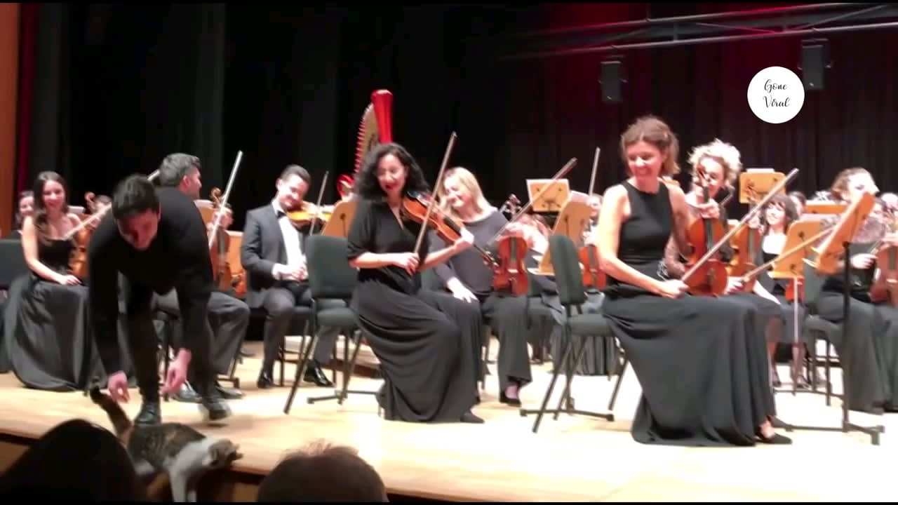 A unique audience during classical music concert in Istanbul.
