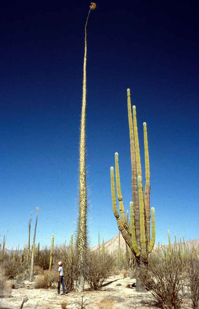 I saw the giant leaves and thought you might like this 80 foot tall boojum cactus. The cardón cactus on the right is over 60 feet tall.