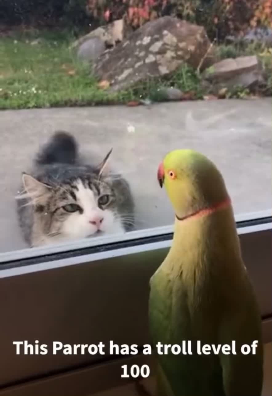 Bird playing peekaboo
