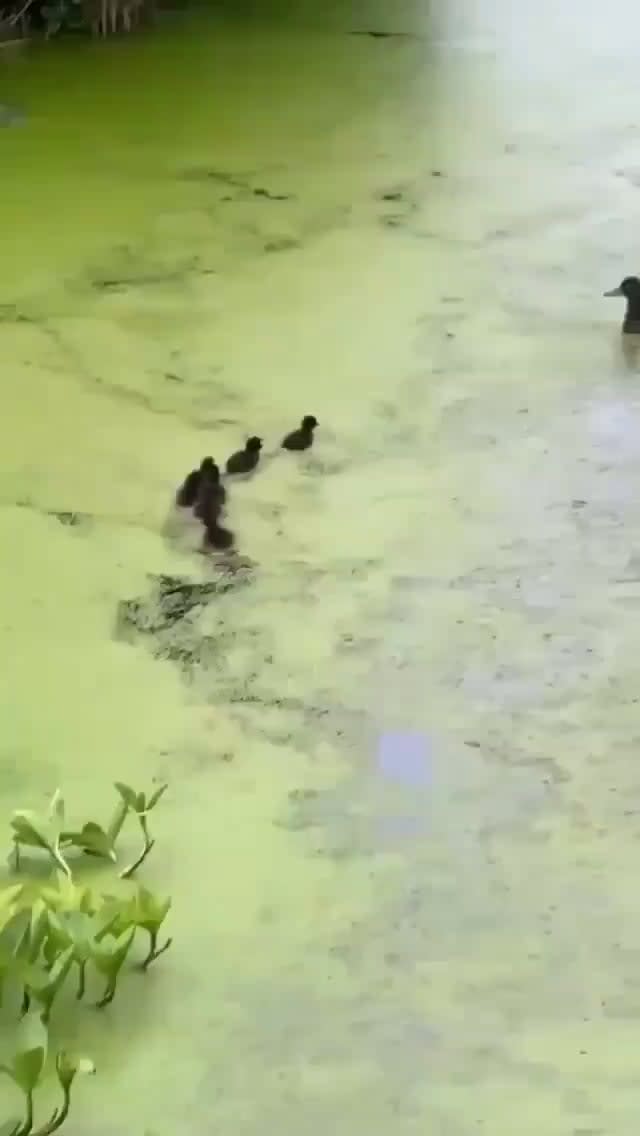 Mother 🦆 playing hide’n’seek with her ducklings
