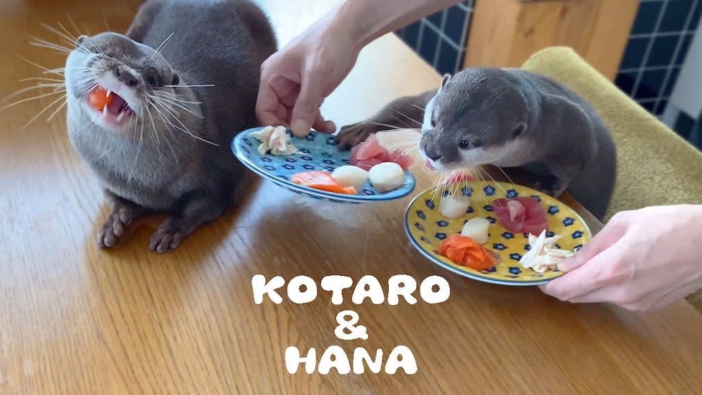Picky Pet Otters Enjoy a Yummy Seafood Breakfast