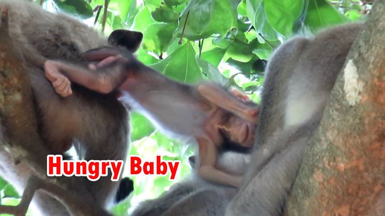 OMG!!! Adorable Baby Is Very Hungry After Kidnapper Monkey Catches Her For A Long Time