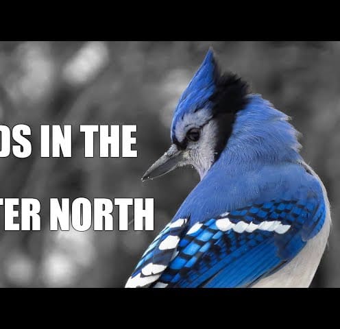 Birds in the Winter North