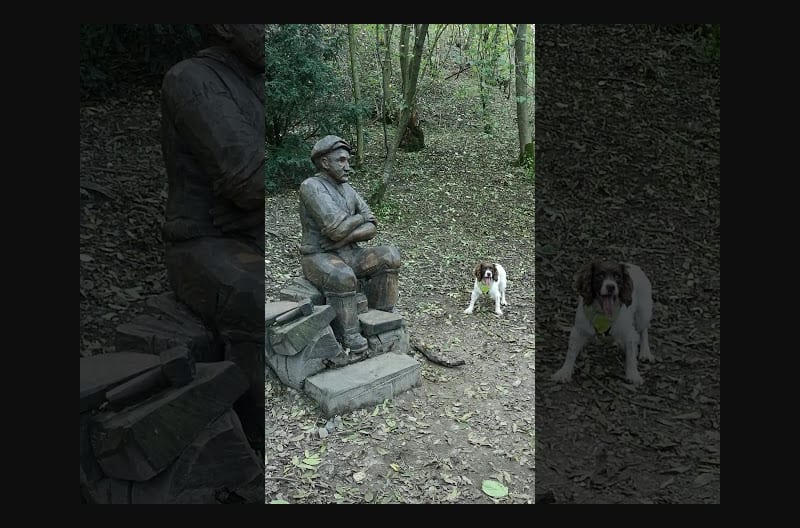 Wooden Expression: Dog Tries to Make Statue Play Fetch