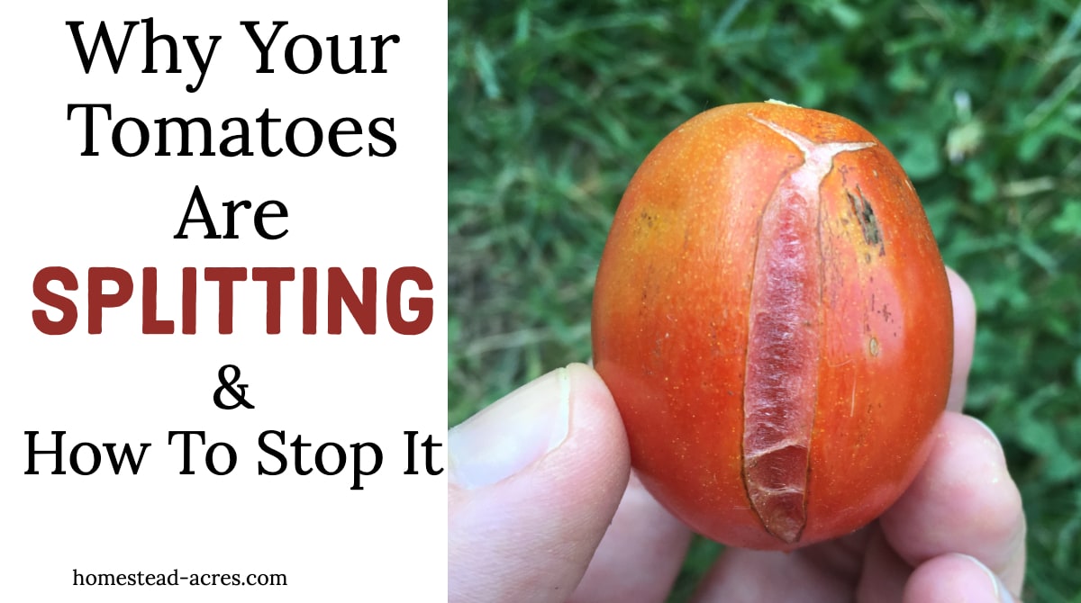 Tomatoes Splitting: Why Tomatoes Split And How To Stop It - Homestead Acres